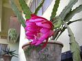 Orchid Cactus pink